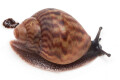 Achatina achatina Ghana typ 1b, F2, juvenil
